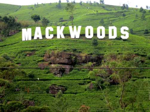 Mackwood-Tea-Plantation-Sri-Lanka1
